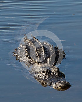 Alligator approaching