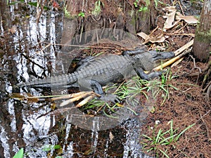 Alligator at Audubon Corkscrew Swamp Sanctuary