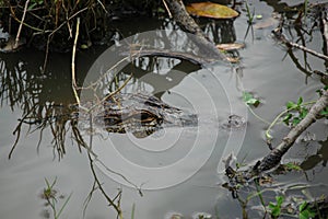 Alligator at Avery Island, South Louisiana photo