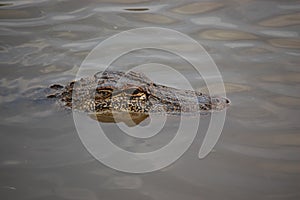 Alligator at Avery Island, South Louisiana photo