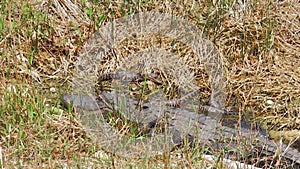 Alligator with babies