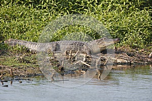 Alligator Basking at the Edge of a Pond