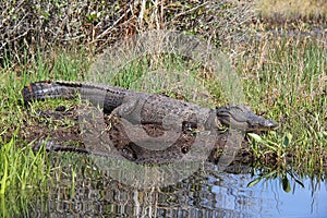 Alligator Basking on a River Bank