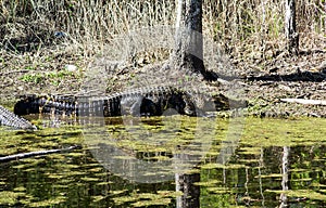 An Alligator Basking in the Sun