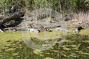 Alligator Basking in the Sun
