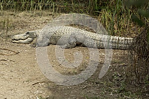 Alligator basking in the sun in the Florida Everglades