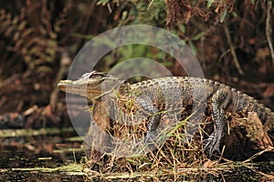 Alligator Basking on a Tree Stump