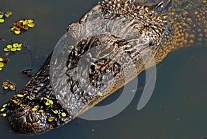 Alligator in the Bayou