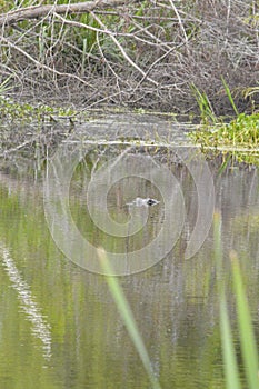 Alligator in the Bayous of Louisiana