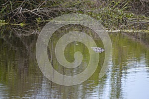 Alligator in the Bayous of Louisiana