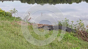 Alligator and birds in Florida wetlands