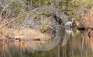 An alligator and a blue heron share the bayou within the Gulf Islands National Seashore in Mississippi