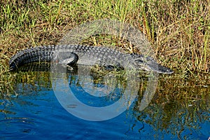 Alligator body sunning water grass Everglades Fl