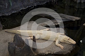 Alligator California Academy of Sciences