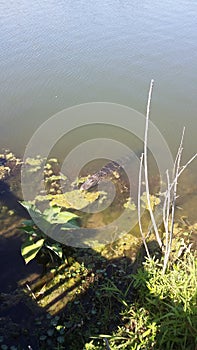 Alligator in the Carolinas