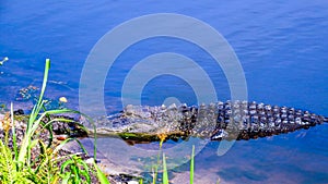 Alligator catching some sun on a canal bank