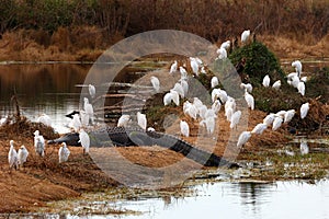 Alligator with cattle egrets