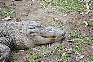 Alligator close up