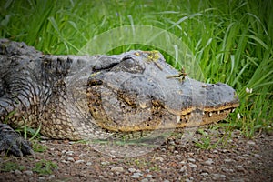 Alligator close-up