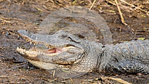 Alligator close up