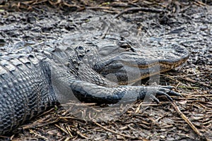 Alligator close up, Everglades National Park, Florida