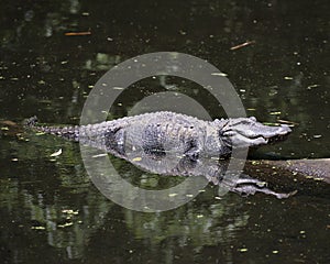 Alligator Stock Photos. Alligator close-up profile view in the water basking in sunlight with a body reflection in the water