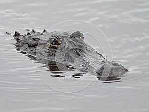 Alligator Closeup