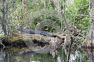 Alligator in Corkscrew swamp
