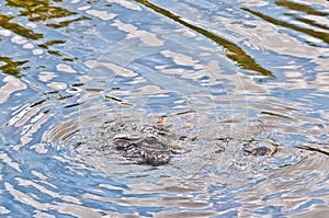 Alligator in creek with dragon fly on nose