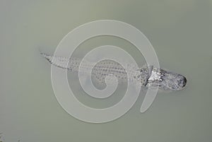 ALLIGATOR OR CROCODILE  IN NATURAL AFRICAN RESERVE IN SIGEAN FRANCE photo