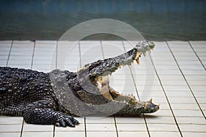 alligator or crocodile open its mouth in zoo