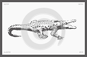 Alligator, crocodile, realistic drawing, sketch