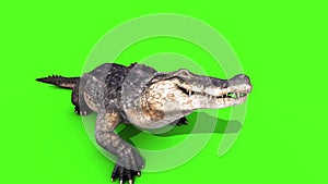 Alligator Crocodile Reptile Attacks Front Loop Green Screen