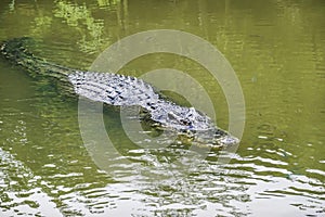An alligator crocodile surfacing in a body of water