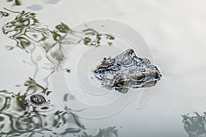 An alligator crocodile surfacing in a body of water