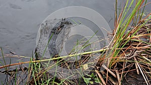 Alligator / Crocodile in the water with only the head visible