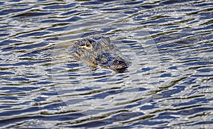 An alligator is a crocodilian in the genus Alligator