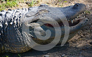 An alligator is a crocodilian in the genus Alligator of the family Alligatoridae.