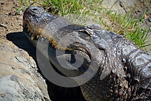 An alligator is a crocodilian in the genus Alligator of the family Alligatoridae.