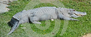 An alligator is a crocodilian in the genus Alligator of the family Alligatoridae.