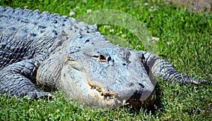 An alligator is a crocodilian in the genus Alligator of the family Alligatoridae.