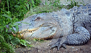 An alligator is a crocodilian in the genus Alligator of the family Alligatoridae