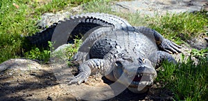 An alligator is a crocodilian in the genus Alligator of the family Alligatoridae.