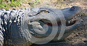 An alligator is a crocodilian in the genus Alligator of the family Alligatoridae. photo