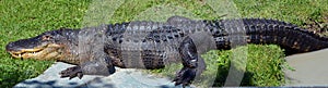 An alligator is a crocodilian in the genus Alligator of the family Alligatoridae.