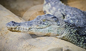 An alligator is a crocodilian in the genus Alligator of the family Alligatoridae, close up texture of alligator skin