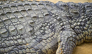 An alligator is a crocodilian in the genus Alligator of the family Alligatoridae, close up texture of alligator skin