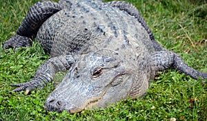 An alligator is a crocodilian in the genus Alligator of the family Alligatoridae. The two living species are the American alligato