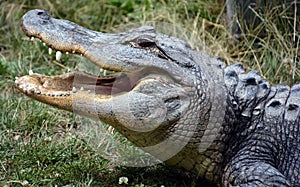 An alligator