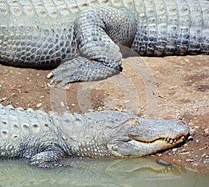 An alligator leg is a crocodilian in the genus Alligator of the family Alligatoridae. photo